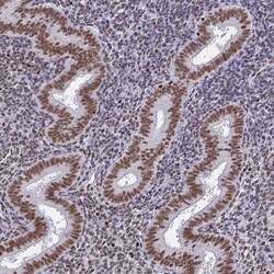 CTCF Antibody (CL0304) - Azide and BSA Free, Novus Biologicals 100 ul;