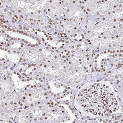 CTCF Antibody (CL0304) - Azide and BSA Free, Novus Biologicals 100 ul;