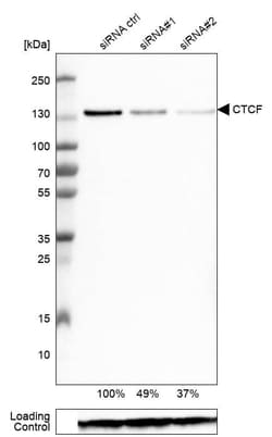 CTCF Antibody (CL0304) - Azide and BSA Free, Novus Biologicals 100 ul;