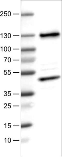 CTCF Antibody (CL0305) - Azide and BSA Free, Novus Biologicals 100 ul;