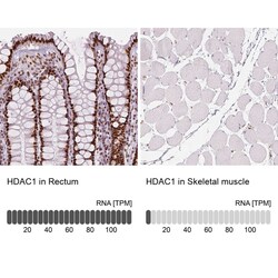 HDAC1 Antibody (CL0510) - Azide and BSA Free, Novus Biologicals 100 ul;