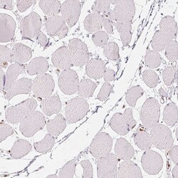 HDAC1 Antibody (CL0510) - Azide and BSA Free, Novus Biologicals 100 ul;