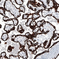 Cytokeratin 7 Antibody (CL8725) - Azide and BSA Free, Novus Biologicals