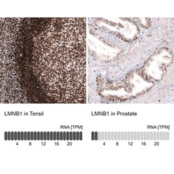 Lamin B1 Antibody (CL3929) - Azide and BSA Free, Novus Biologicals 100