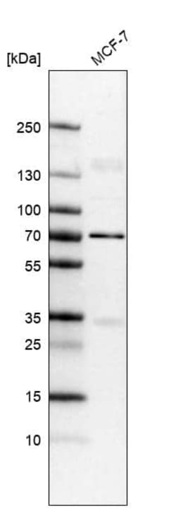 Lamin B1 Antibody (CL3929) - Azide and BSA Free, Novus Biologicals 100