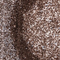 Lamin B1 Antibody (CL3929) - Azide and BSA Free, Novus Biologicals 100