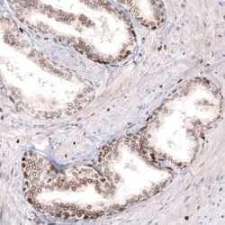 Lamin B1 Antibody (CL3929) - Azide and BSA Free, Novus Biologicals 100