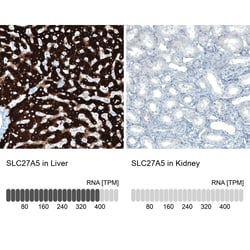 FATP5/SLC27A5 Antibody (CL0215) - Azide and BSA Free, Novus Biologicals