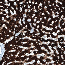 FATP5/SLC27A5 Antibody (CL0215) - Azide and BSA Free, Novus Biologicals