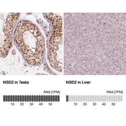 WHSC1 Antibody (CL1057) - Azide and BSA Free, Novus Biologicals 100 ul;