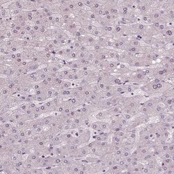 WHSC1 Antibody (CL1063) - Azide and BSA Free, Novus Biologicals 100 ul;