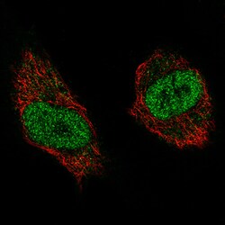 WHSC1 Antibody (CL1063) - Azide and BSA Free, Novus Biologicals 100 ul;