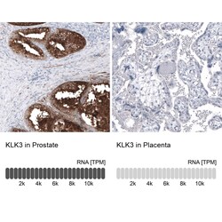 Kallikrein 3/PSA Antibody (CL9422) - Azide and BSA Free, Novus Biologicals