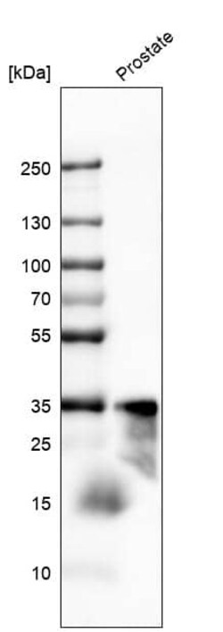 Kallikrein 3/PSA Antibody (CL9422) - Azide and BSA Free, Novus Biologicals