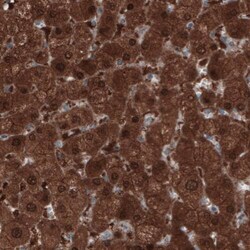 PGM1 Antibody (CL3299) - Azide and BSA Free, Novus Biologicals 100 ul;