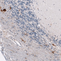 Osteopontin/OPN Antibody (CL10686) - Azide and BSA Free, Novus Biologicals