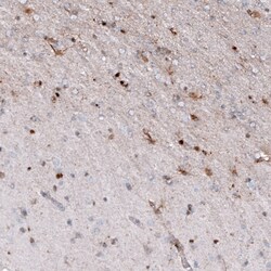 Osteopontin/OPN Antibody (CL10686) - Azide and BSA Free, Novus Biologicals