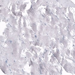 Osteopontin/OPN Antibody (CL10686) - Azide and BSA Free, Novus Biologicals