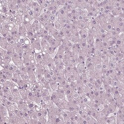 SOX9 Antibody (CL0639) - Azide and BSA Free, Novus Biologicals 100 ul;