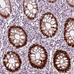 SOX9 Antibody (CL0639) - Azide and BSA Free, Novus Biologicals 100 ul;