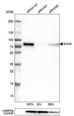 SOX9 Antibody (CL0639) - Azide and BSA Free, Novus Biologicals 100 ul;