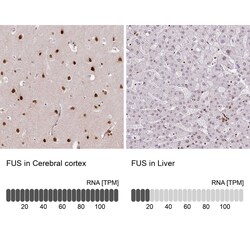 FUS Antibody (CL0190) - Azide and BSA Free, Novus Biologicals 100 ul; Unconjugated:Antikörper