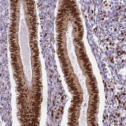 FUS Antibody (CL0190) - Azide and BSA Free, Novus Biologicals 100 ul; Unconjugated:Antikörper