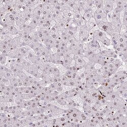 FUS Antibody (CL0190) - Azide and BSA Free, Novus Biologicals 100 ul; Unconjugated:Antikörper