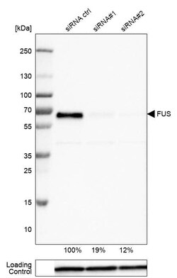 FUS Antibody (CL0190) - Azide and BSA Free, Novus Biologicals 100 ul; Unconjugated:Antikörper