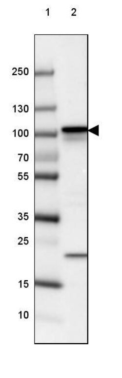 beta-Catenin Antibody (CL3689) - Azide and BSA Free, Novus Biologicals