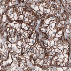 beta-Catenin Antibody (CL3689) - Azide and BSA Free, Novus Biologicals