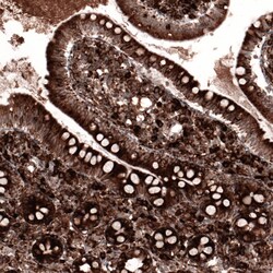 Cyclophilin B Antibody (CL3901) - Azide and BSA Free, Novus Biologicals