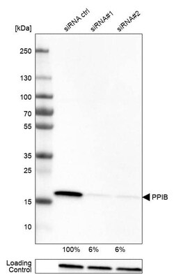 Cyclophilin B Antibody (CL3901) - Azide and BSA Free, Novus Biologicals