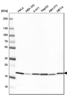 Cyclophilin B Antibody (CL3901) - Azide and BSA Free, Novus Biologicals