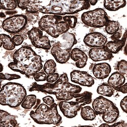 Cyclophilin B Antibody (CL3901) - Azide and BSA Free, Novus Biologicals