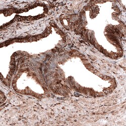 Cyclophilin B Antibody (CL3901) - Azide and BSA Free, Novus Biologicals