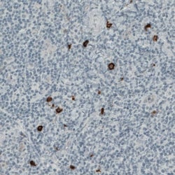 CD117/c-kit Antibody (CL1667) - Azide and BSA Free, Novus Biologicals 100