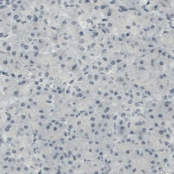CD117/c-kit Antibody (CL1667) - Azide and BSA Free, Novus Biologicals 100