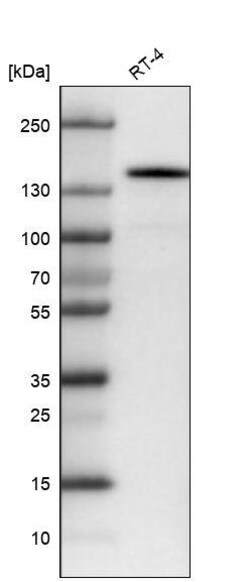 CD117/c-kit Antibody (CL1656) - Azide and BSA Free, Novus Biologicals™