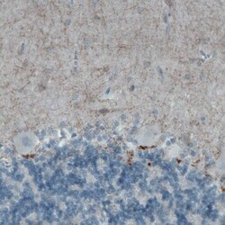 CD117/c-kit Antibody (CL1657) - Azide and BSA Free, Novus Biologicals 100