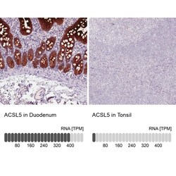 ACSL5 Antibody (CL0275) - Azide and BSA Free, Novus Biologicals 100 ul;