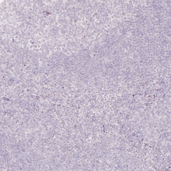 ACSL5 Antibody (CL0275) - Azide and BSA Free, Novus Biologicals 100 ul;