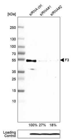 Coagulation Factor III/Tissue Factor Antibody (CL3805) - Azide and BSA