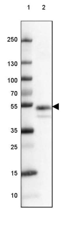 Coagulation Factor III/Tissue Factor Antibody (CL3807) - Azide and BSA Free, Novus Biologicals™