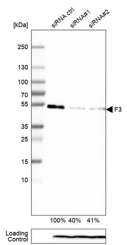 Coagulation Factor III/Tissue Factor Antibody (CL3807) - Azide and BSA