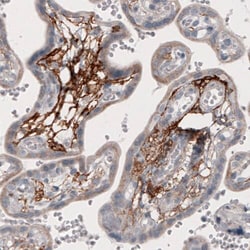 Coagulation Factor III/Tissue Factor Antibody (CL3807) - Azide and BSA