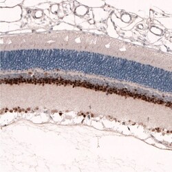 Pax6 Antibody (CL5414) - Azide and BSA Free, Novus Biologicals 100 ul;