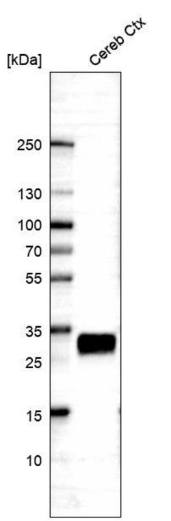 CD90/Thy1 Antibody (CL1028) - Azide and BSA Free, Novus Biologicals 100 &mu;L | Buy Online | Novus Biologicals | Fisher Scientific