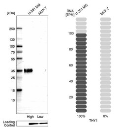 CD90/Thy1 Antibody (CL1040) - Azide and BSA Free, Novus Biologicals 100