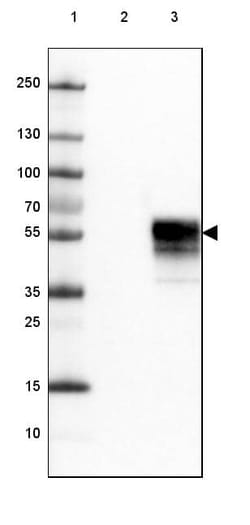 PD-1 Antibody (CL3624) - Azide and BSA Free, Novus Biologicals 100 ul;